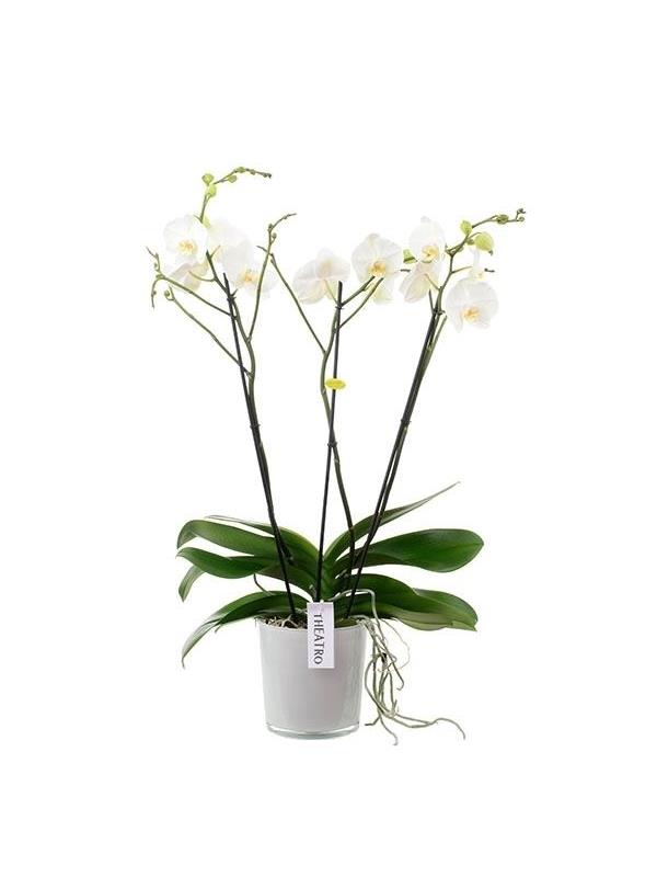 Phalaenopsis theatro t3melk