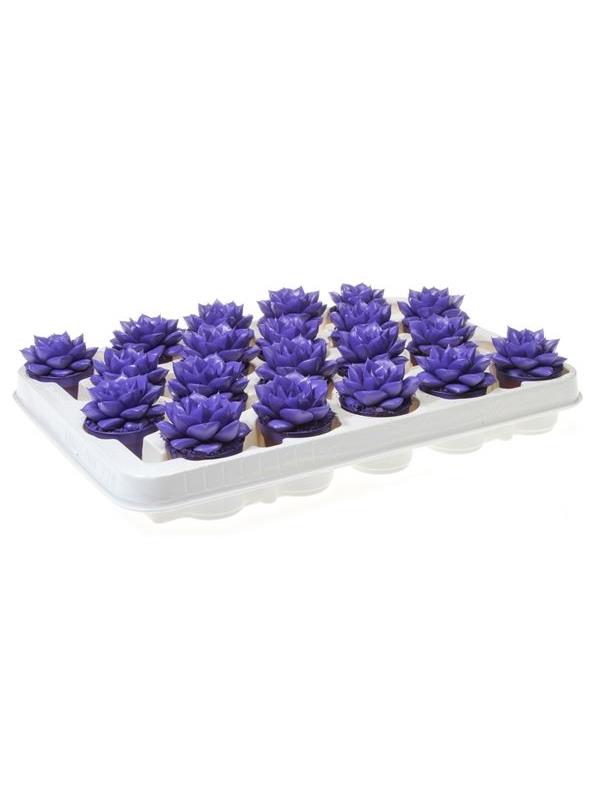 Echeveria purper blue violet 9259