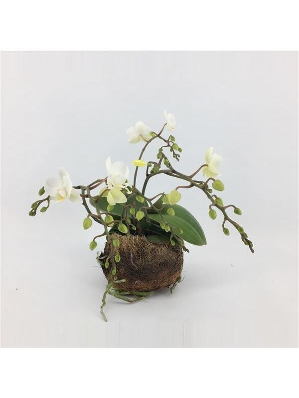 Phalaenopsis multiflora artisto white