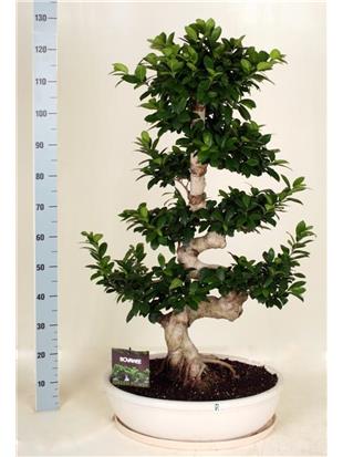FIKUS (Ficus microcarpa)