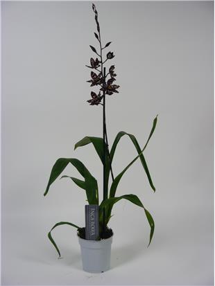 ORCHIDEE STIRBIC RED