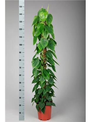 PHILODENDRON SCANDENS 150 CM
