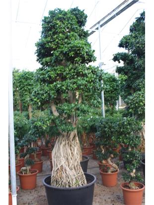 Fikus ginseng microcarpa bonsaj 350-375cm
