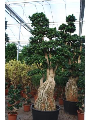 Ficus ginseng microcarpa bonsaj 350-375cm