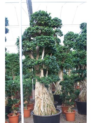 Fikus ginseng microcarpa bonsaj 375 cm 